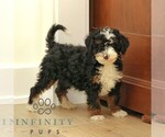 Small #3 Bernedoodle (Miniature)