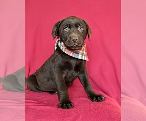 Labrador Retriever Puppy for sale in BRIDGETON, PA, USA