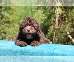 Small #1 ShihPoo