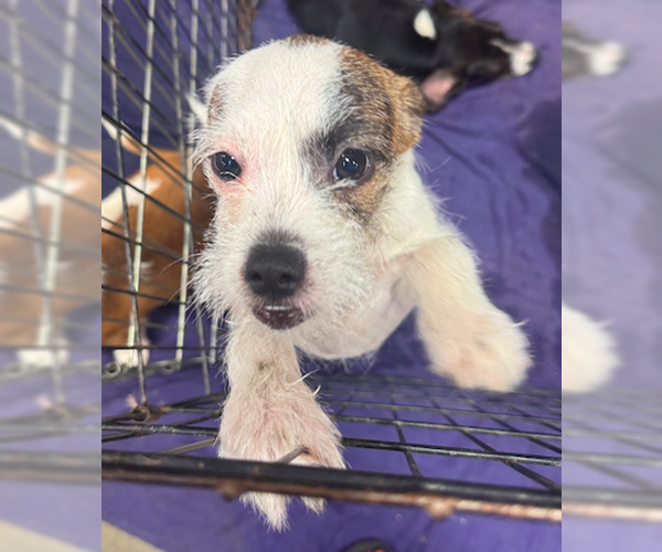 Medium Photo #3 Chihuahua-Unknown Mix Puppy For Sale in Decatur, GA, USA