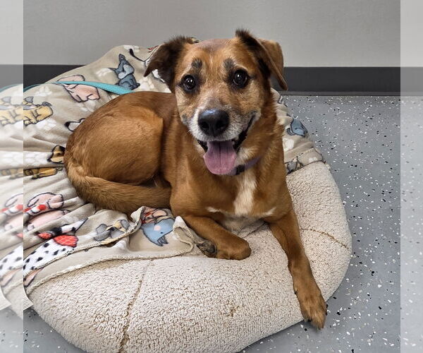 Medium Photo #1 Labrador Retriever-Unknown Mix Puppy For Sale in Greenville, IL, USA