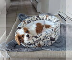Small #1 Cavalier King Charles Spaniel