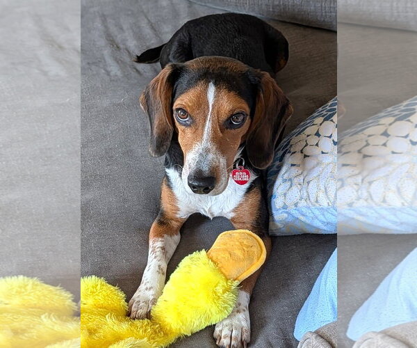 Medium Photo #25 Beagle Puppy For Sale in Dunnellon, FL, USA