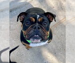Small #3 Bulldog