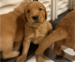 Small #18 Golden Retriever