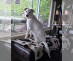 Small #8 Huskies  Mix