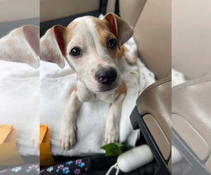 Chihuahua-Unknown Mix Dogs for adoption in Alexander, AR, USA