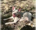 Small #4 American Pit Bull Terrier