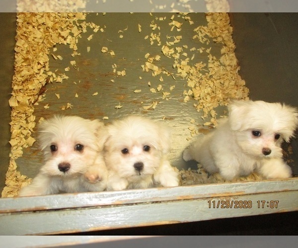Medium Photo #6 Maltese Puppy For Sale in CARROLLTON, GA, USA