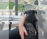 Small #4 Labrador Retriever Mix