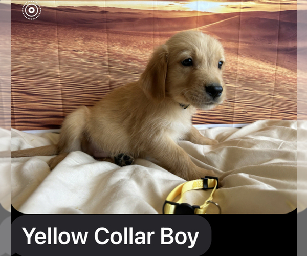 Medium Photo #1 Golden Retriever Puppy For Sale in APPLE VALLEY, CA, USA