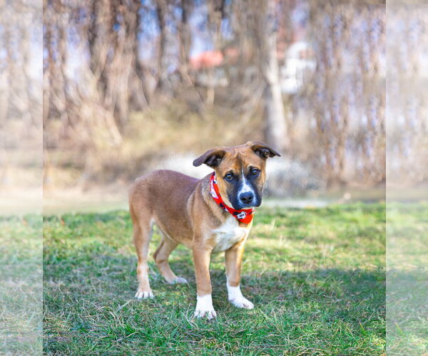 Medium Photo #6 Mutt Puppy For Sale in Unionville, PA, USA