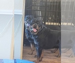 Small Photo #3 Rottweiler Puppy For Sale in COMO, MS, USA