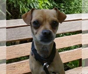 Chug Dogs for adoption in Downey, CA, USA