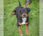 Small #3 Rottweiler