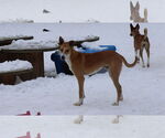 Small #30 Saluki-Whippet Mix