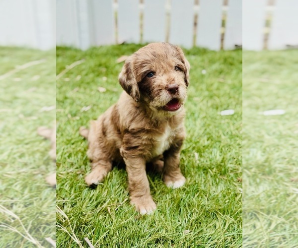 Medium Photo #7 Labradoodle Puppy For Sale in ELIZABETH CITY, NC, USA