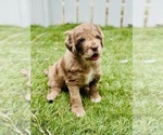 Small #6 Labradoodle