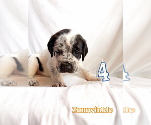 Medium Photo #2 Great Dane Puppy For Sale in Bullard, TX, USA