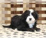 Small #1 Bernedoodle (Miniature)