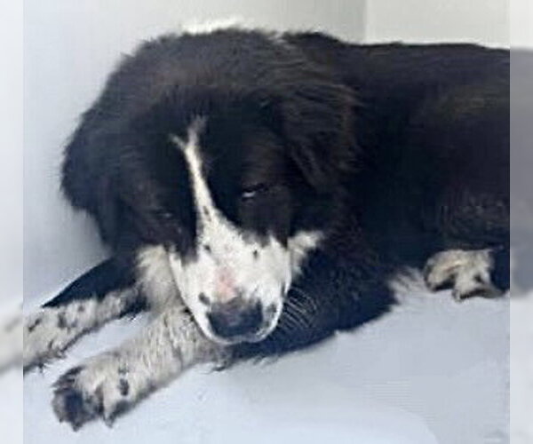 Medium Photo #1 Australian Shepherd-Unknown Mix Puppy For Sale in Houston, TX, USA