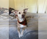 Small Mutt