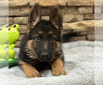Small Photo #38 German Shepherd Dog Puppy For Sale in LENOIR, NC, USA