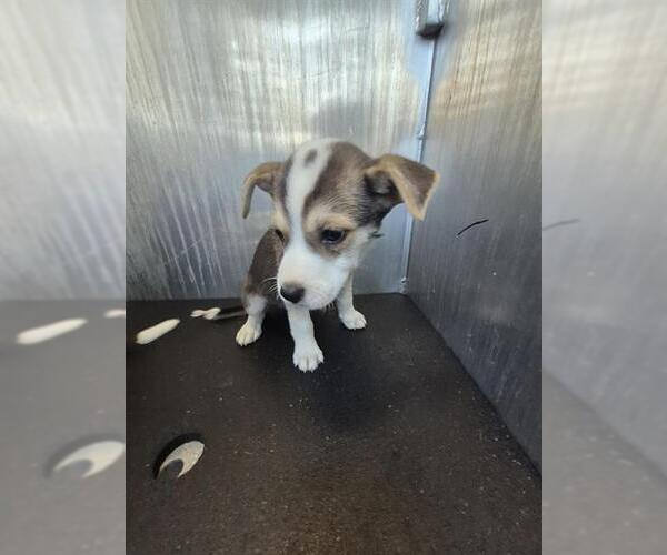 Medium Photo #1 Mutt Puppy For Sale in San Antonio, TX, USA