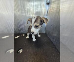 Mutt Dogs for adoption in San Antonio, TX, USA