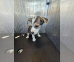 Small Mutt