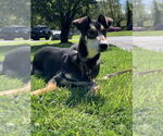 Small #15 Huskies  Mix