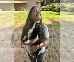 Small #3 Miniature Australian Shepherd
