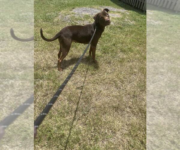 Medium Photo #4 Mutt Puppy For Sale in Abbeville, LA, USA
