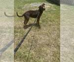 Small #3 Mutt