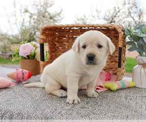 Labrador Retriever Puppy for sale in SYRACUSE, IN, USA