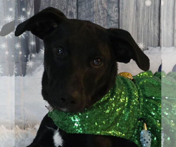 Medium Photo #9 Mutt Puppy For Sale in Fargo, ND, USA