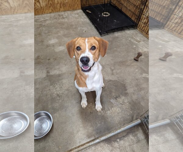 Medium Photo #4 Mutt Puppy For Sale in Roxboro, NC, USA