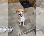 Small #3 Mutt