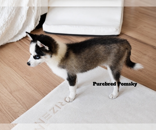 Medium Photo #4 Pomsky Puppy For Sale in KANSAS CITY, MO, USA