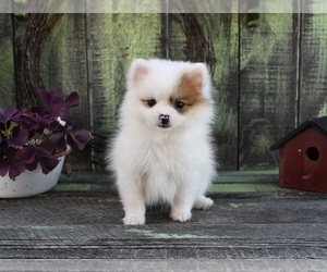 Pomeranian Puppy for sale in SUGARCREEK, OH, USA