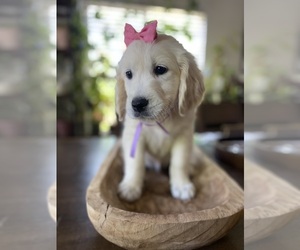 English Cream Golden Retriever Puppy for sale in NORTH HIGHLANDS, CA, USA