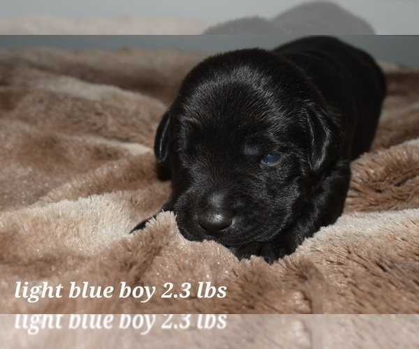 Medium Photo #14 Labrador Retriever Puppy For Sale in PAWNEE, IL, USA