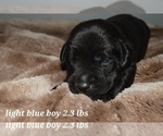 Small Photo #14 Labrador Retriever Puppy For Sale in PAWNEE, IL, USA