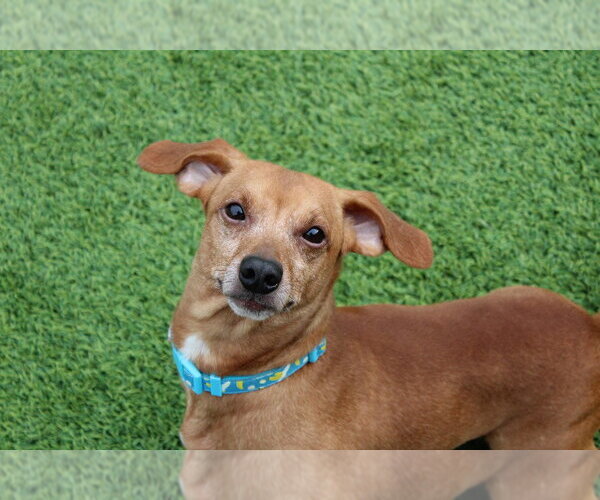 Medium Photo #4 Dachshund-Unknown Mix Puppy For Sale in Chestertown, MD, USA