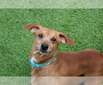 Small #3 Dachshund Mix