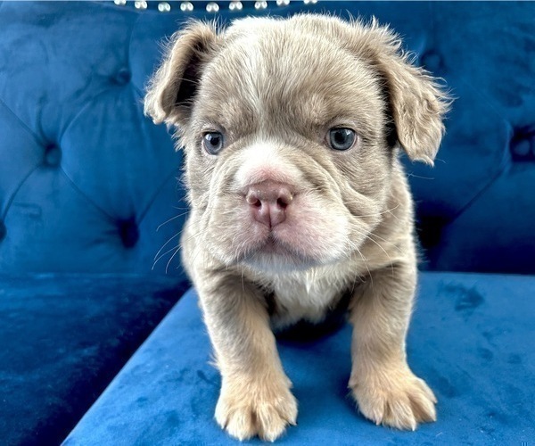 Medium Photo #4 English Bulldog Puppy For Sale in TAMPA, FL, USA