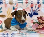 Small Photo #3 Jack Russell Terrier Puppy For Sale in LANCASTER, PA, USA