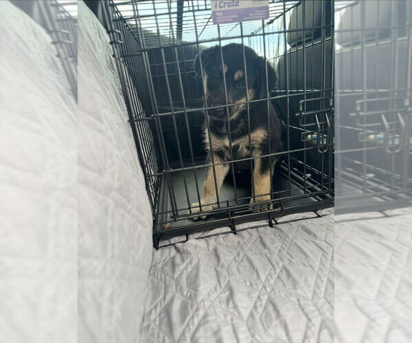 Medium Photo #3 Huskies -Unknown Mix Puppy For Sale in Lake Forest, CA, USA