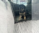 Small #2 Huskies  Mix
