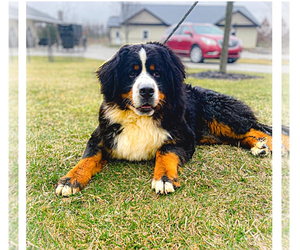 Father of the Bernese Mountain Dog puppies born on 03/19/2023